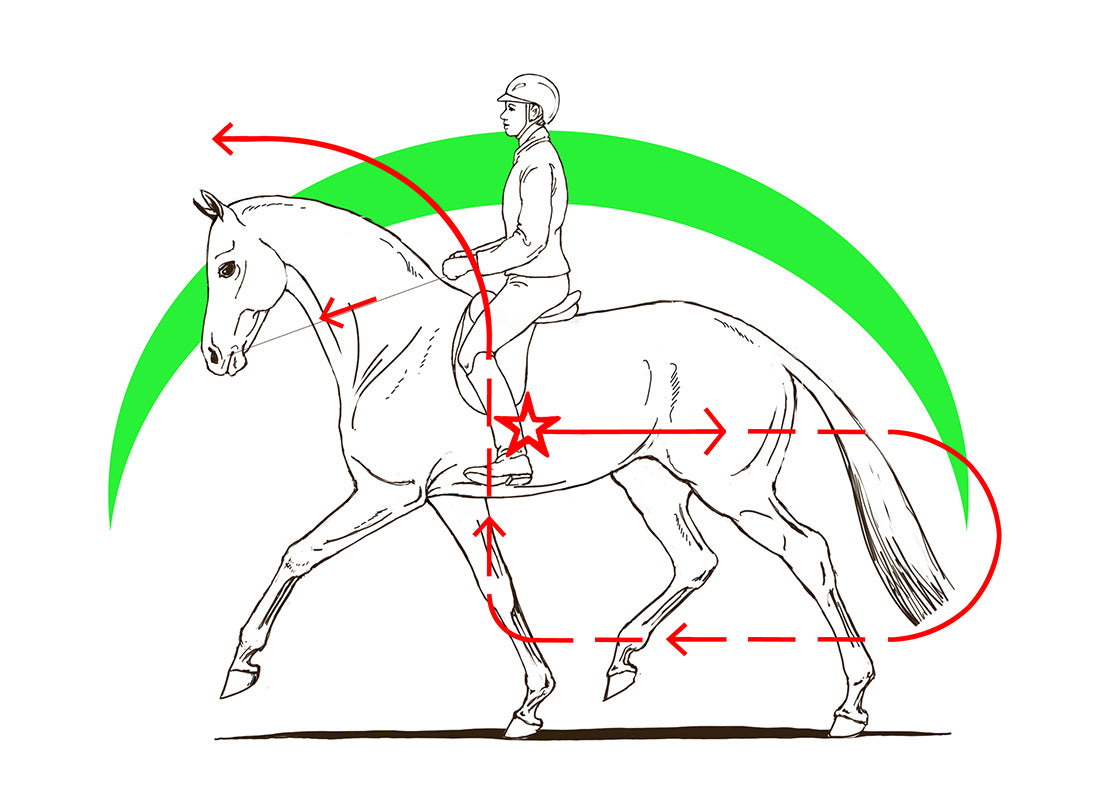 CAVALLO CON PROBLEMI DI CONTATTO!